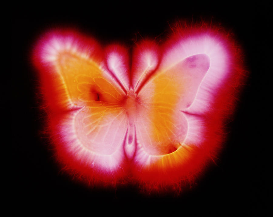 Kirlian Photograph Of A Model Of A Butterfly Photograph by Garion Hutchings