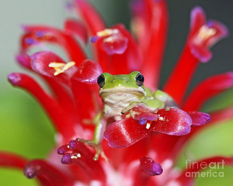 Nature Photograph - Kiss a Prince Frog by Luana K Perez