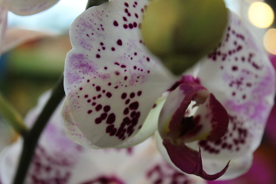 Orchids Photograph - Kiss For Luck by Shawn Hughes