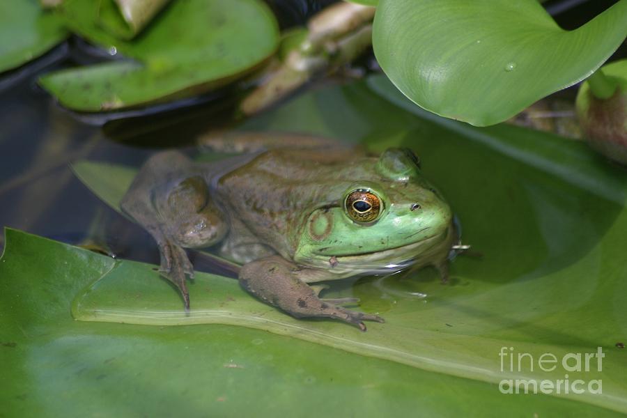 Frog Photograph - Kiss ME I Am A Prince by Living Color Photography Lorraine Lynch