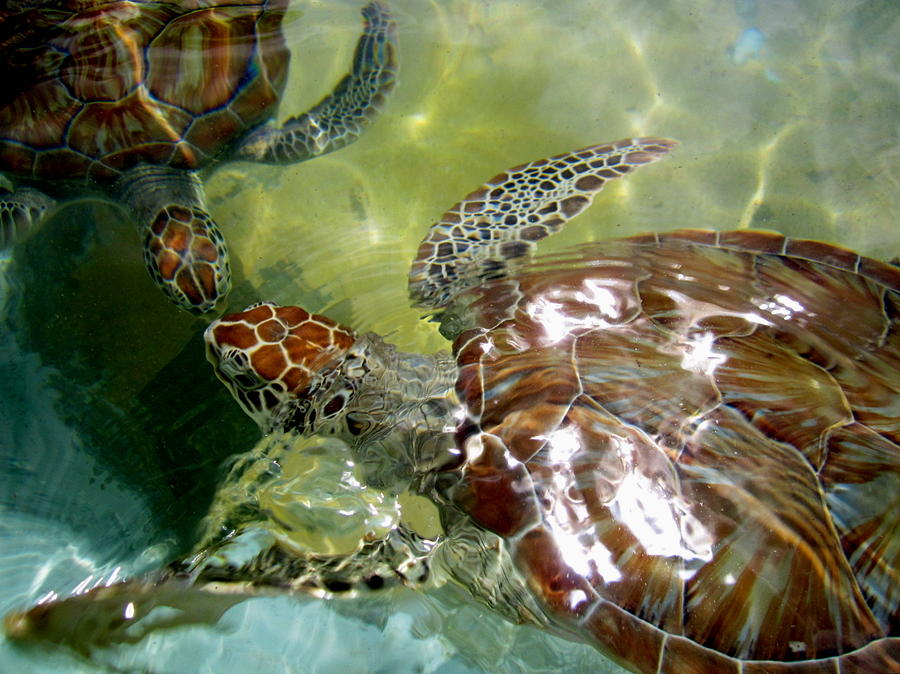Turtle Photograph - Kiss Me by Stacey Robinson