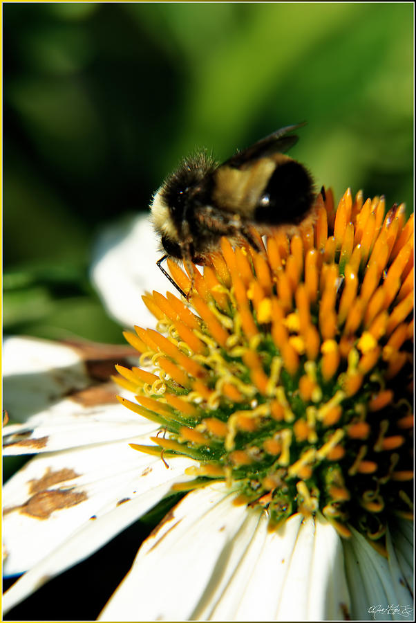 Kiss My BEEhind Busy Getting My ECHINACEA POW WOW Photograph by Michael Frank Jr