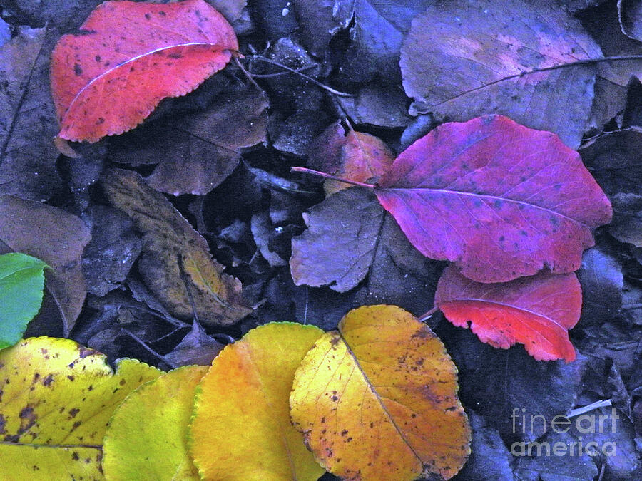 Kiss Of Fall Photograph by Joe Pratt