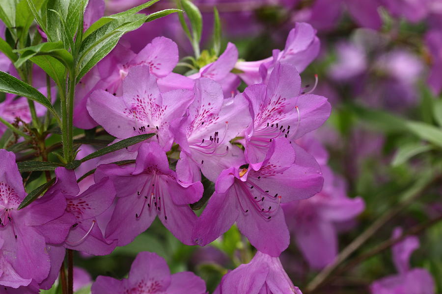 Kiss of Spring Photograph by Paul Slebodnick - Fine Art America