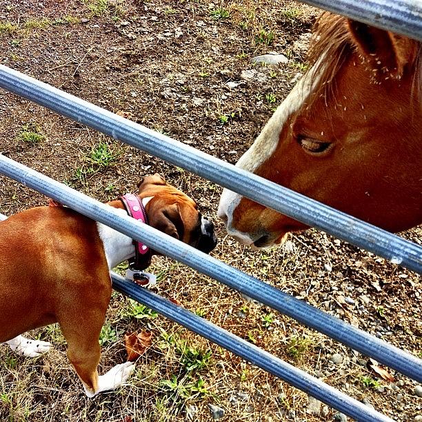 Dog Photograph - Kisses Friend :) #horse  #adorable by Susan Scott 