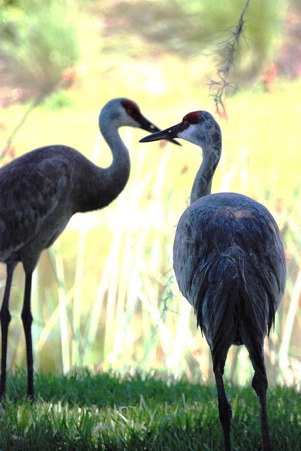 Crane Photograph - Kissing Cranes by Jennifer Russo
