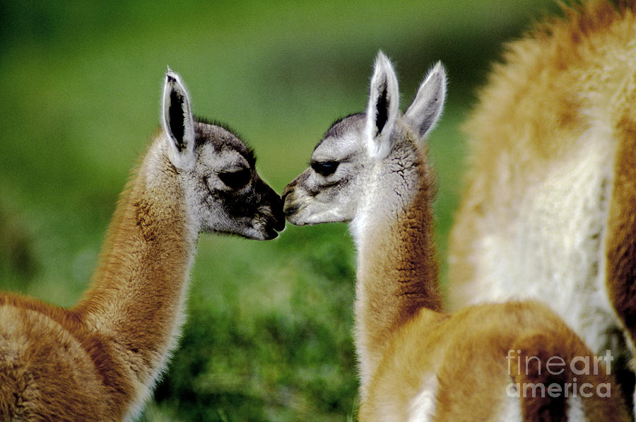 Kissing Guanacos - Torres Del Paine NP Chile Photograph by Craig Lovell