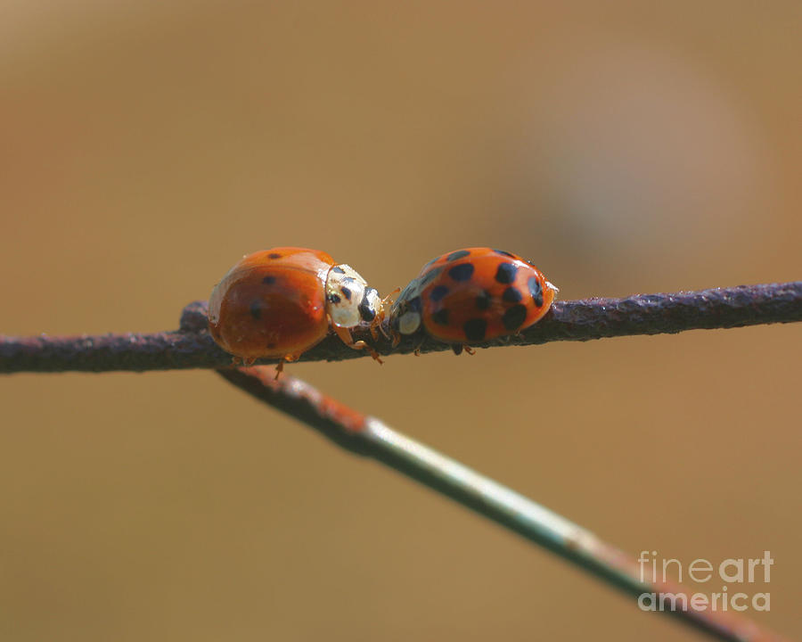 Kissing Ladybugs Photograph by Smilin Eyes Treasures
