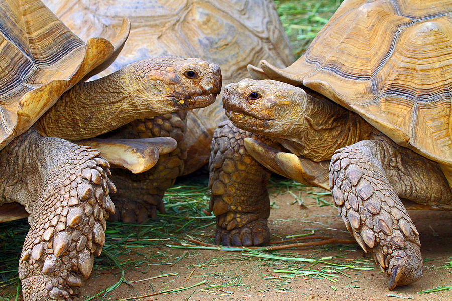 Kissing Tortoises Photograph by J Michael Elliott | Fine Art America