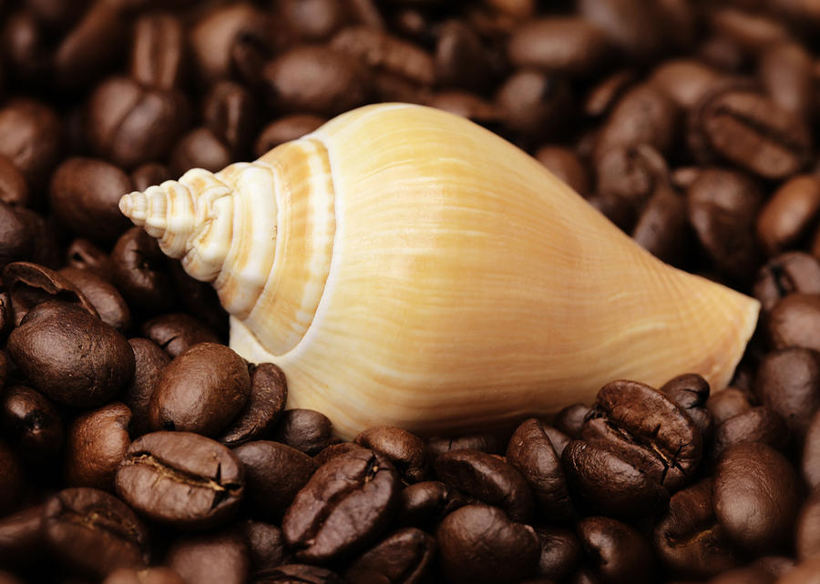Coffee Bean Photograph - Kitchen Pictures Coffee beans Snail by Falko Follert