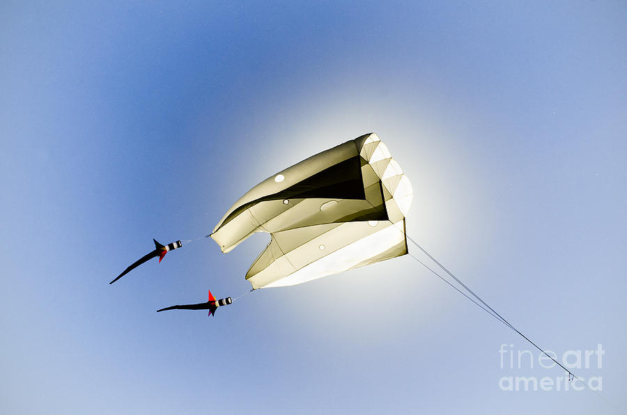 Nature Photograph - Kite and the sun by David Lade