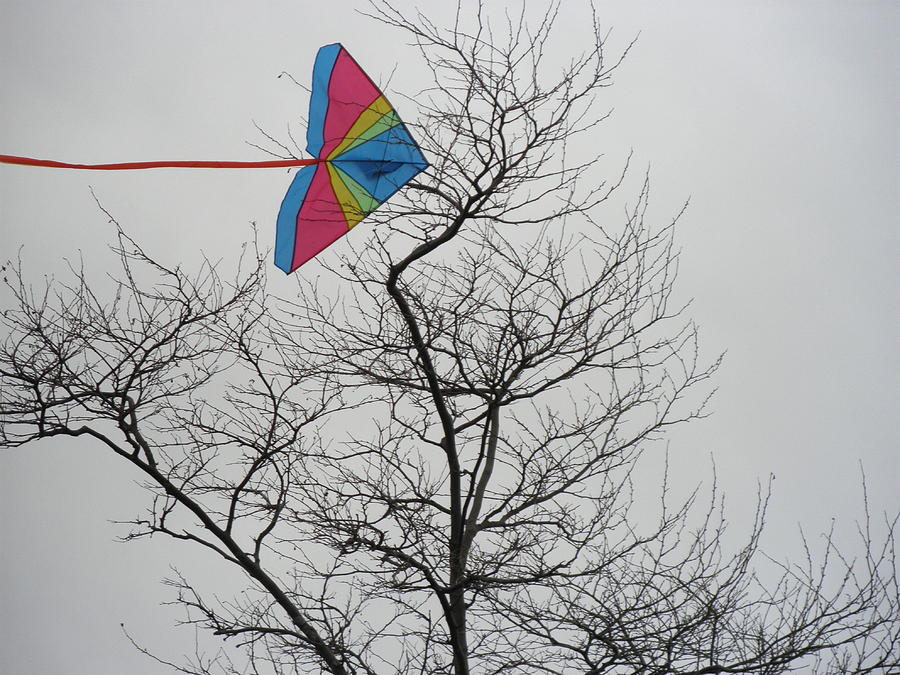 Tree Photograph - Kite Caught in Tree by Kate Gallagher