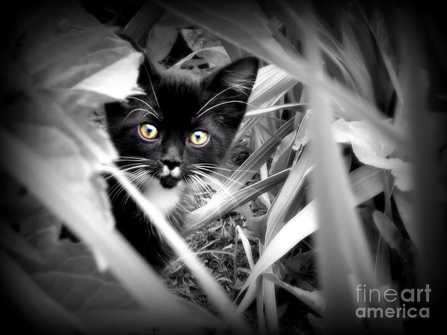 Kitler Kitty Hide and Seek  Photograph by Lila Fisher-Wenzel