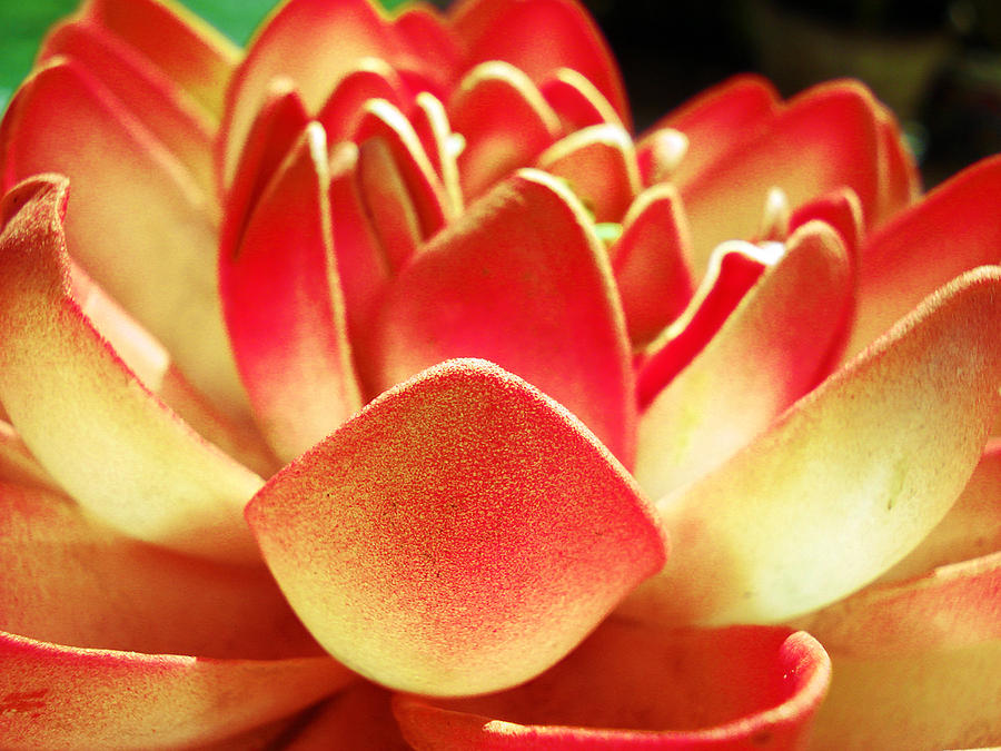 Lily Photograph - Kitsch Lotus by Sumit Mehndiratta