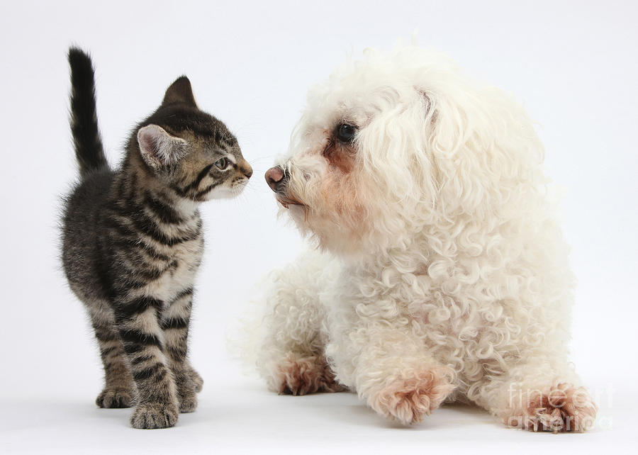 Animal Photograph - Kitten & Pup Confrontation by Mark Taylor