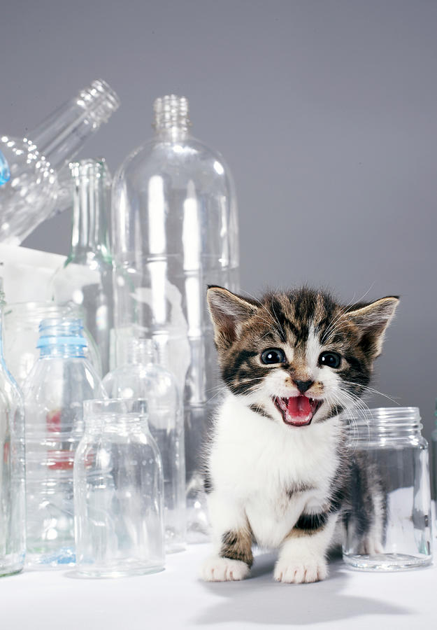 Kitten Amongst Recycled Bottles And Jars Photograph by Martin Poole