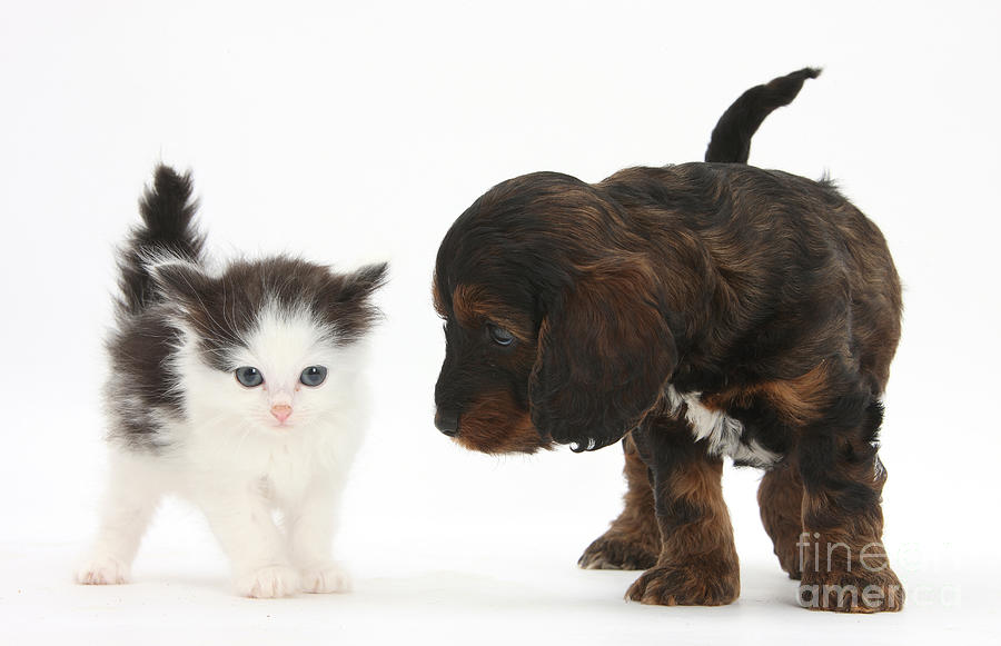 Animal Photograph - Kitten And Cockapoo Puppy by Mark Taylor