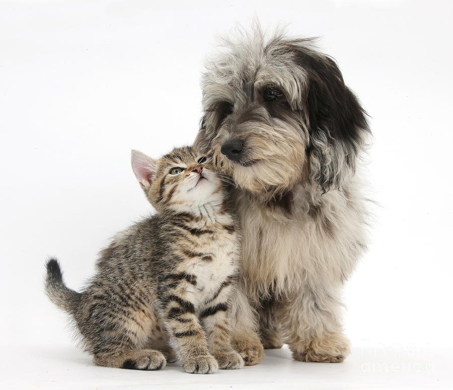 Nature Photograph - Kitten And Daxie-doodle Puppy by Mark Taylor