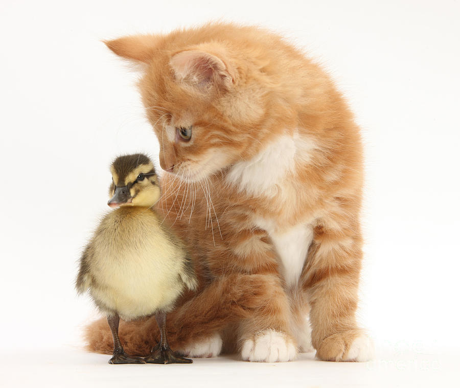 Kitten And Duckling Photograph by Mark Taylor