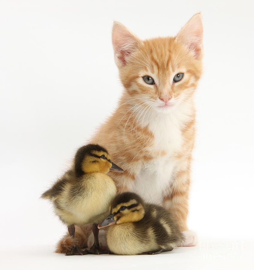 Kitten And Ducklings Photograph by Mark Taylor
