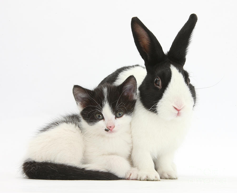 Kitten And Dutch Rabbit Photograph by Mark Taylor