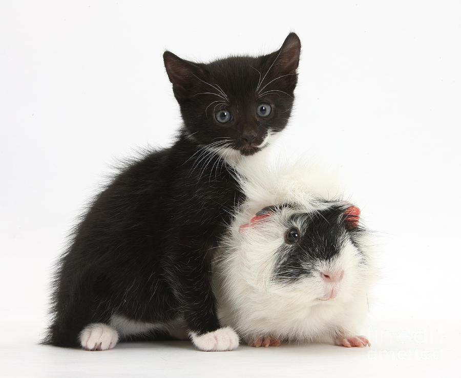 Kitten And Guinea Pig Photograph by Mark Taylor