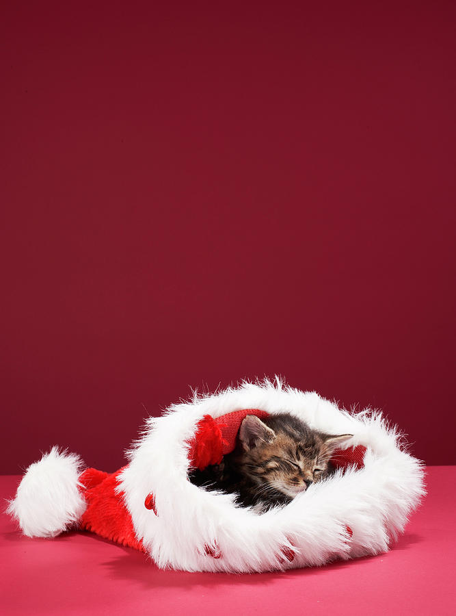 Kitten Asleep In Christmas Hat Photograph by Martin Poole
