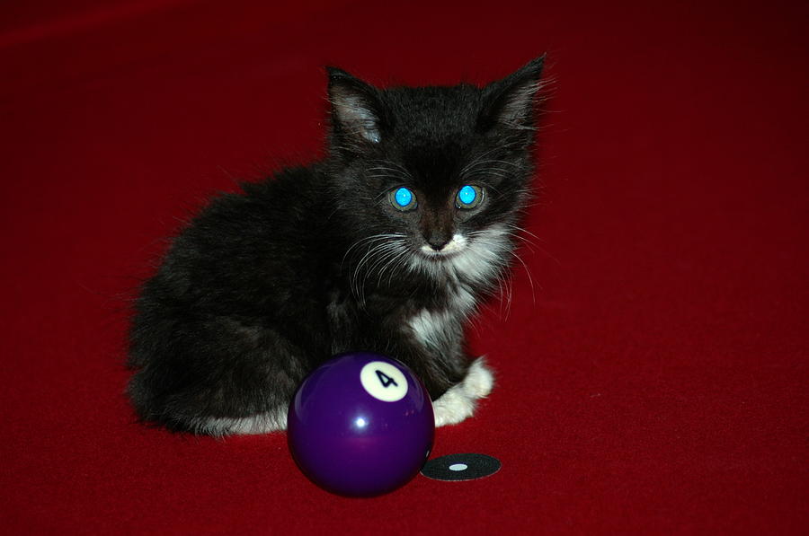 Ball Photograph - Kitten Behind The 4 Ball by Ronald T Williams