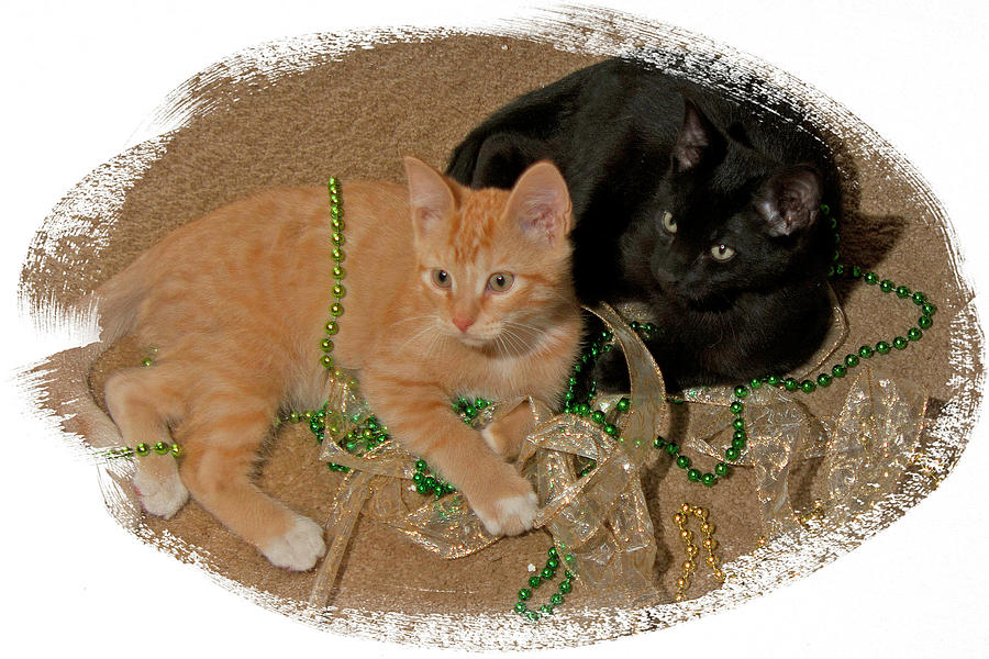 Kitten Brothers Photograph by Judy Deist
