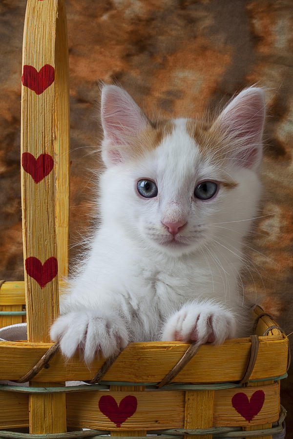 Kitten in basket with hearts Photograph by Garry Gay