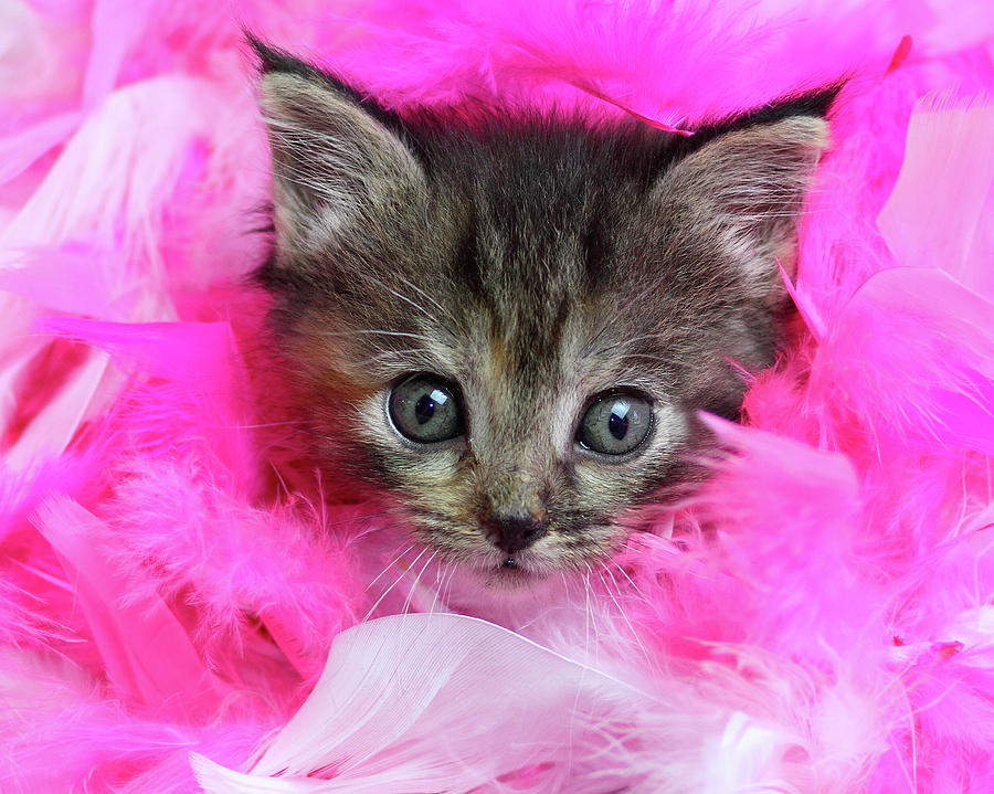 Kitten In Pink  Feathers Photograph by Pat Gaines