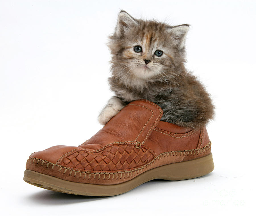 Animal Photograph - Kitten In Shoe by Mark Taylor