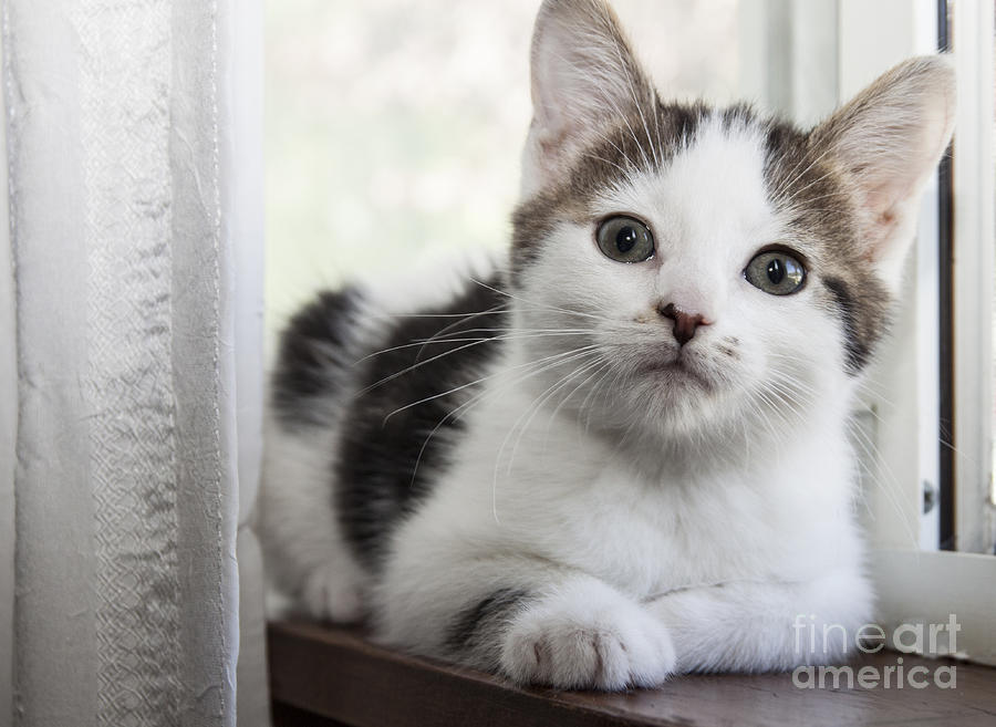Kitten in the Window Photograph by Jeannette Hunt