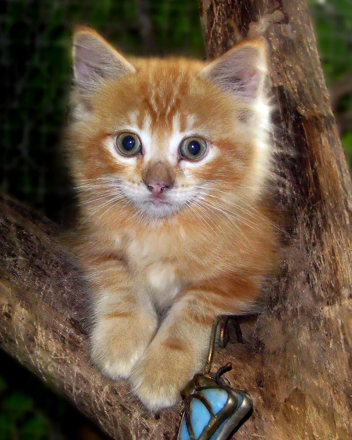 Kitten in Tree Photograph by Joe Myeress