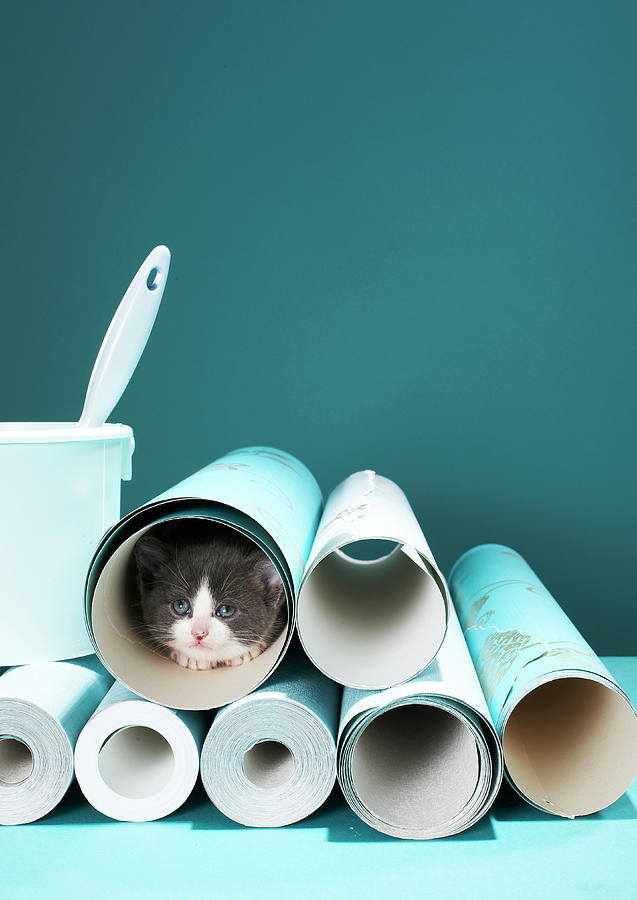 Animal Photograph - Kitten In Wallpaper Tube by Martin Poole