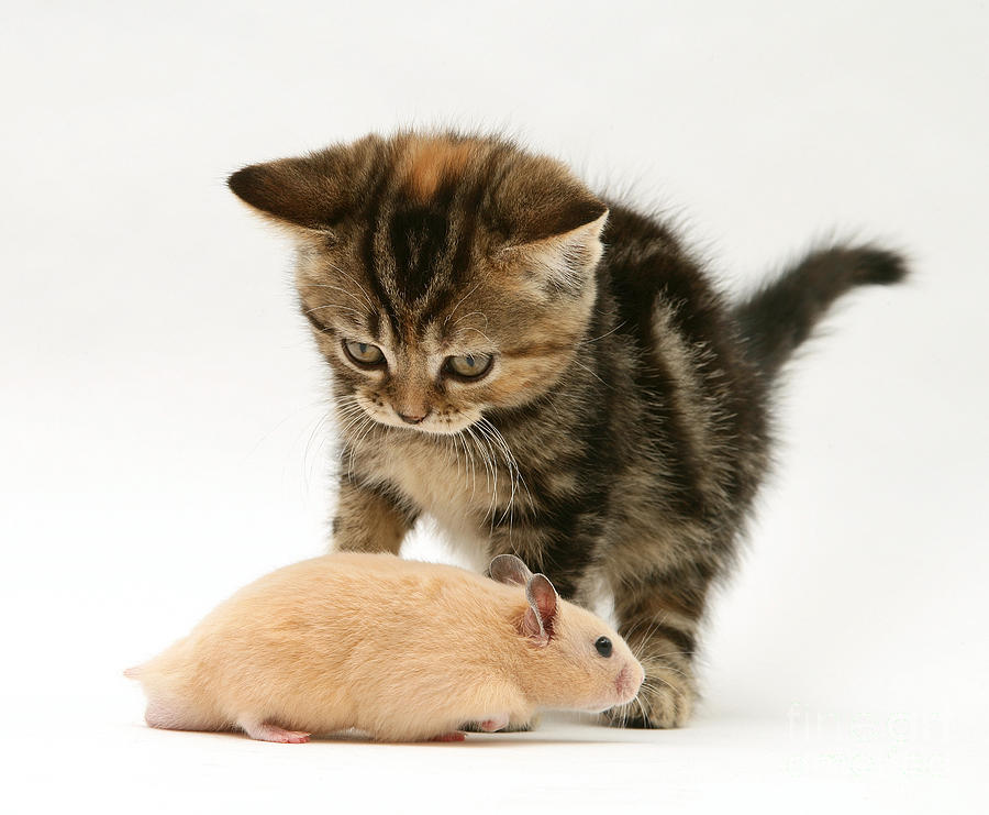 Kitten Inspecting Hamster Photograph by Jane Burton