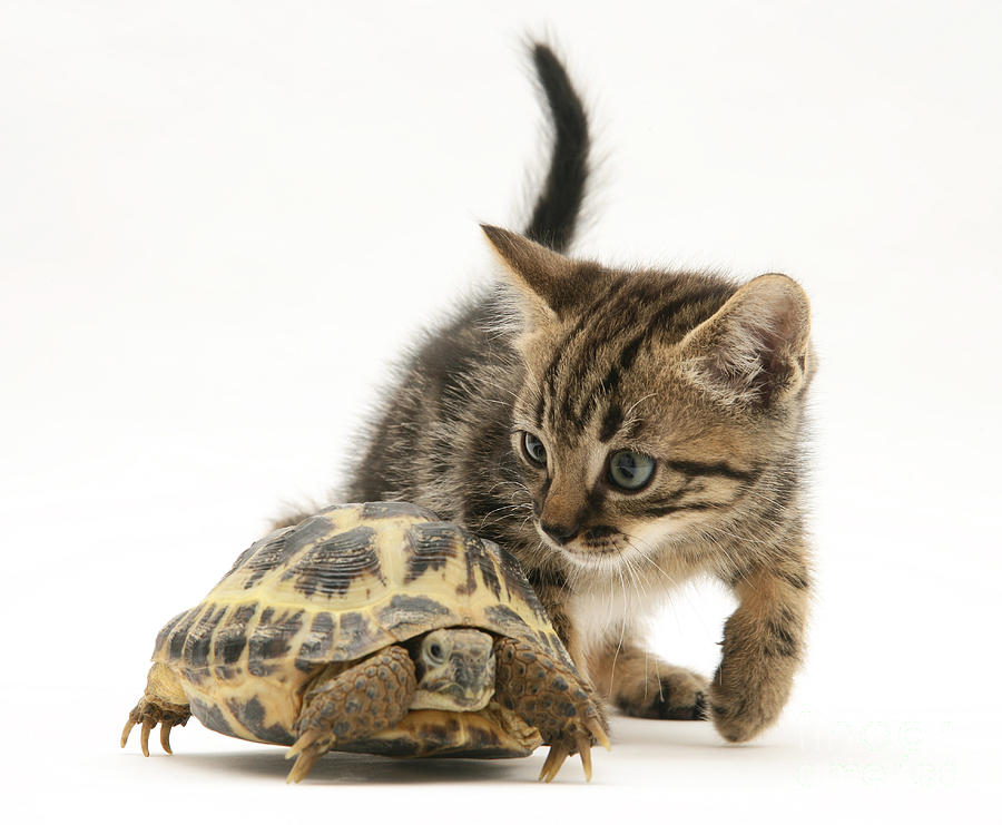 Kitten Inspecting Tortoise Photograph by Jane Burton