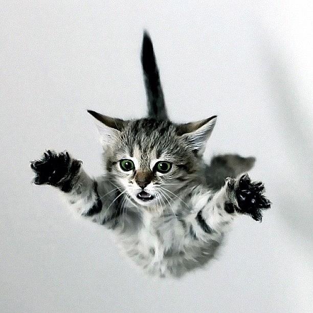 Cat Photograph - #kitten #jump #flight #cat #kittens by Daniel Leontiev