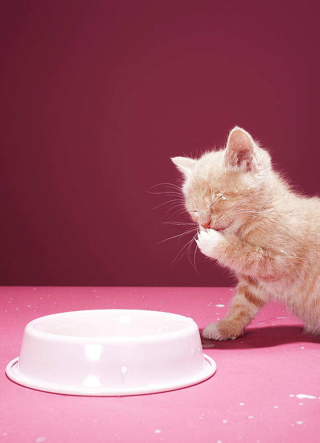 Kitten Licking Milk From Paws Photograph by Martin Poole