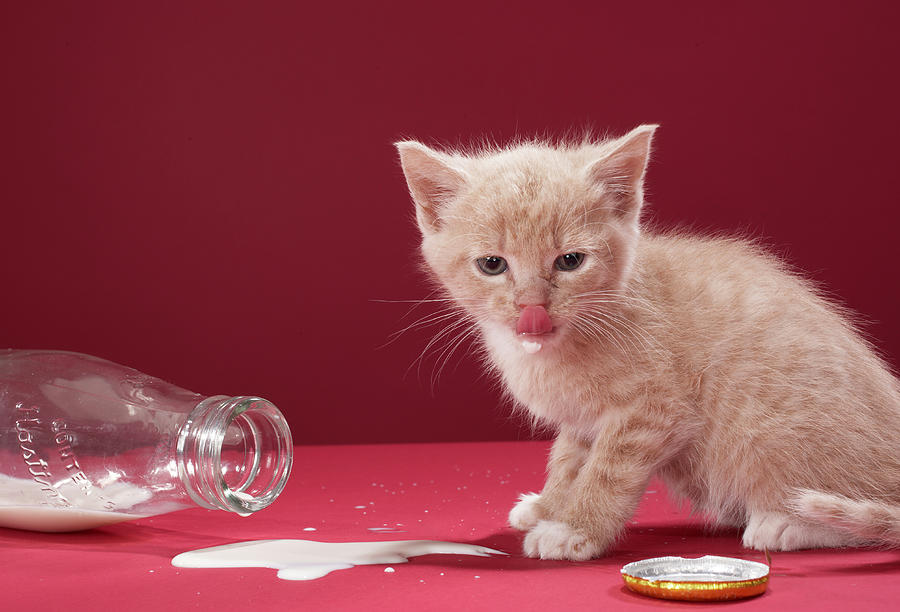Kitten Licking Spilt Milk From Bottle Photograph by Martin Poole