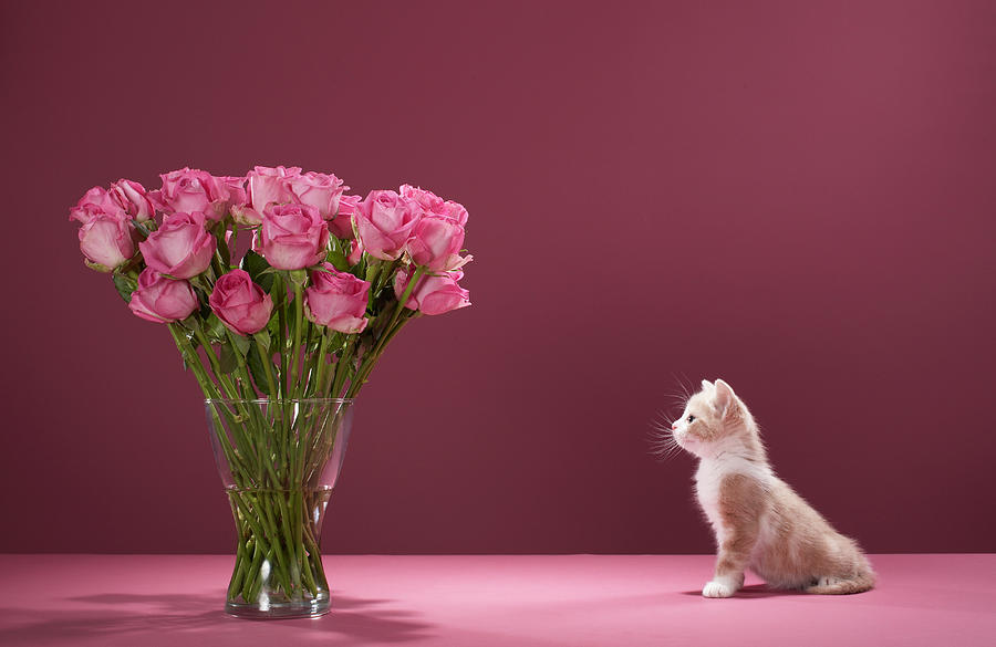 Kitten Looking At Vase Of Roses Photograph by Martin Poole
