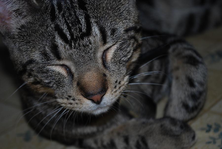 Cat Photograph - Kitten by Michelle Cruz