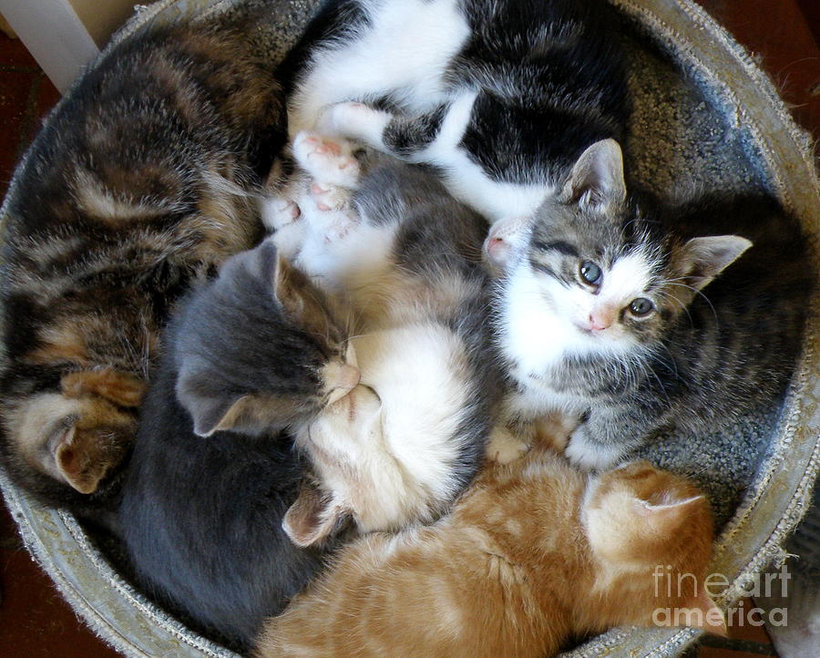Kitten Nest Photograph by Lainie Wrightson
