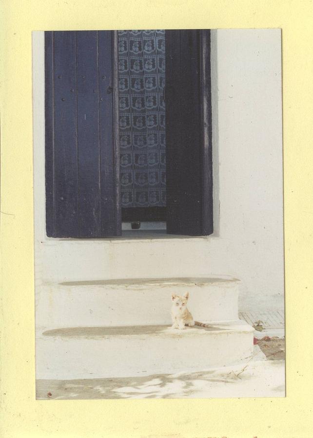 Kitten Photograph - Kitten on a Step by Vasilis-Alekos Korallis