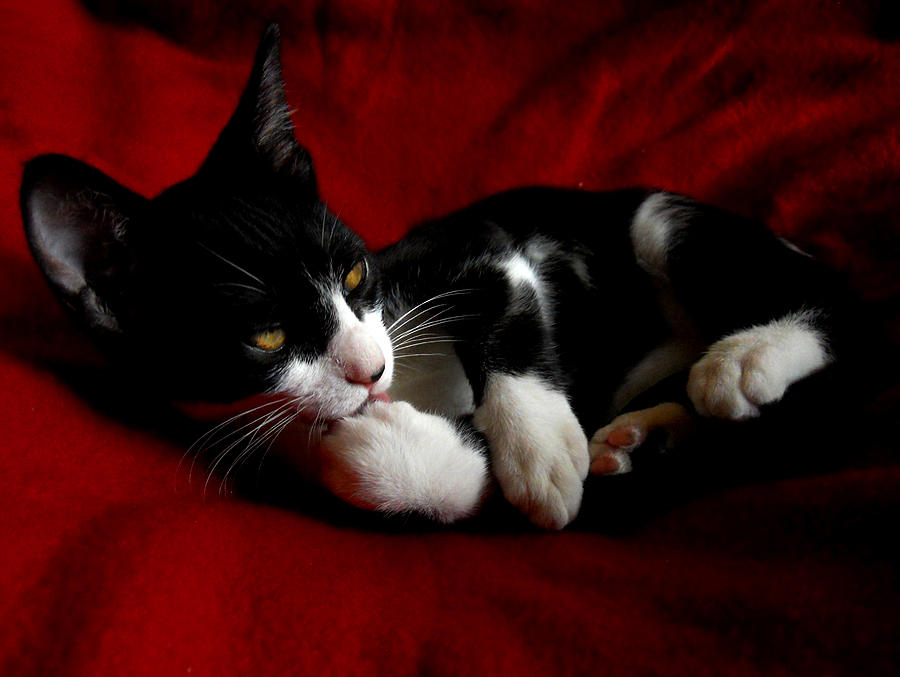Kitten on Red Take Two Photograph by Maggy Marsh