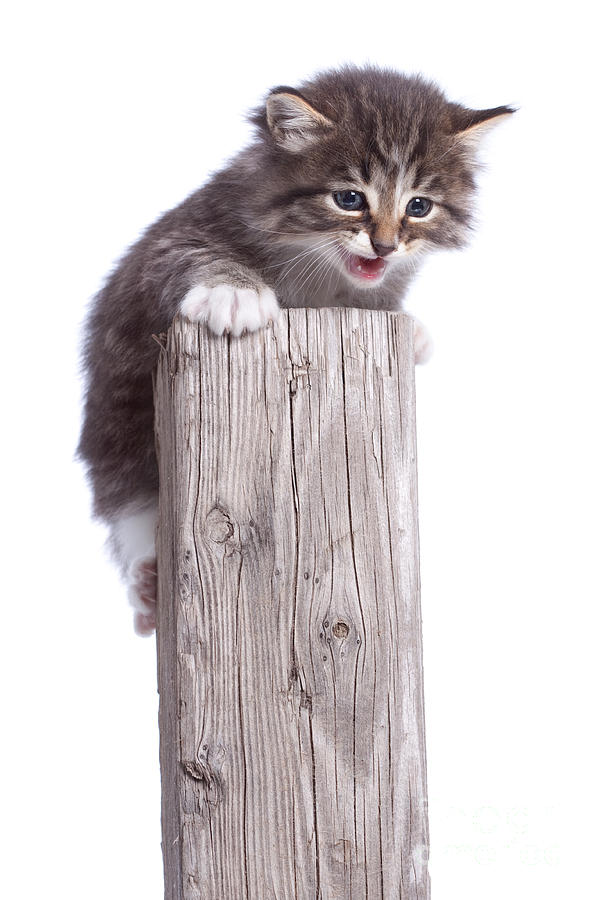 Kitten on Wooden Post Photograph by Cindy Singleton