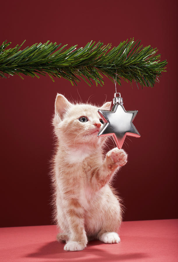 Kitten Pawing Christmas Decoration On Tree Photograph by Martin Poole