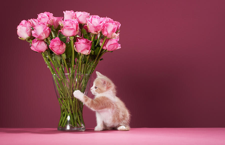 Kitten Pawing Vase Of Roses Photograph by Martin Poole