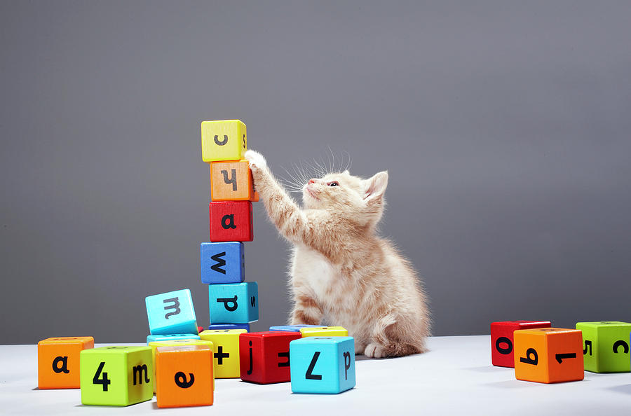 Kitten Playing With Building Blocks Photograph by Martin Poole