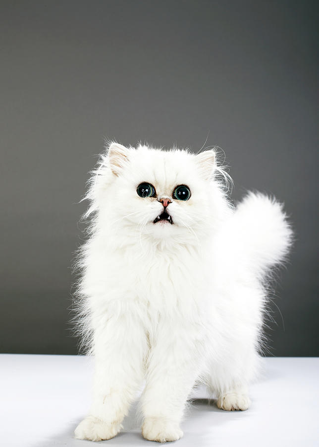 Kitten Portrait Photograph by Martin Poole